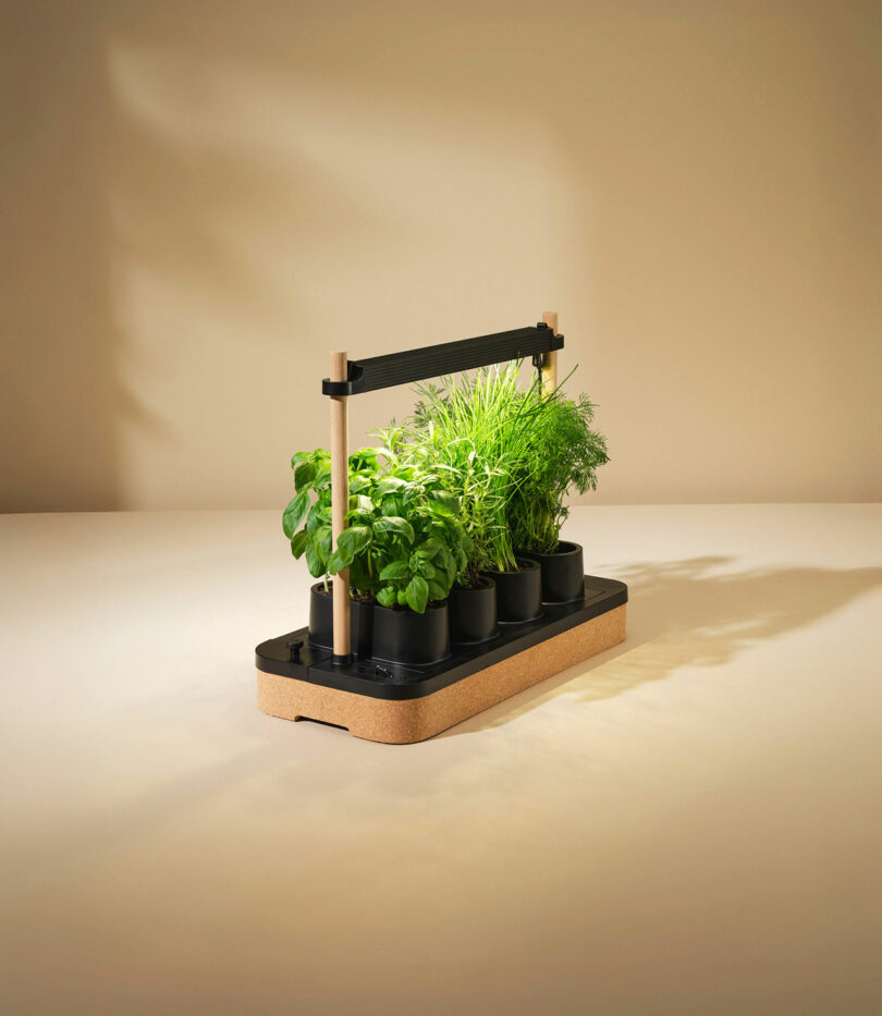 A tabletop indoor garden kit with six small black pots of herbs under an adjustable LED grow light on a cork and black base.