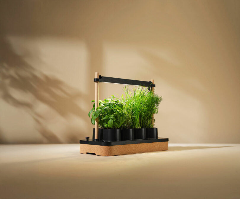 A countertop indoor herb garden with four small black pots and an overhead grow light on a minimalist wooden base, set against a neutral background.