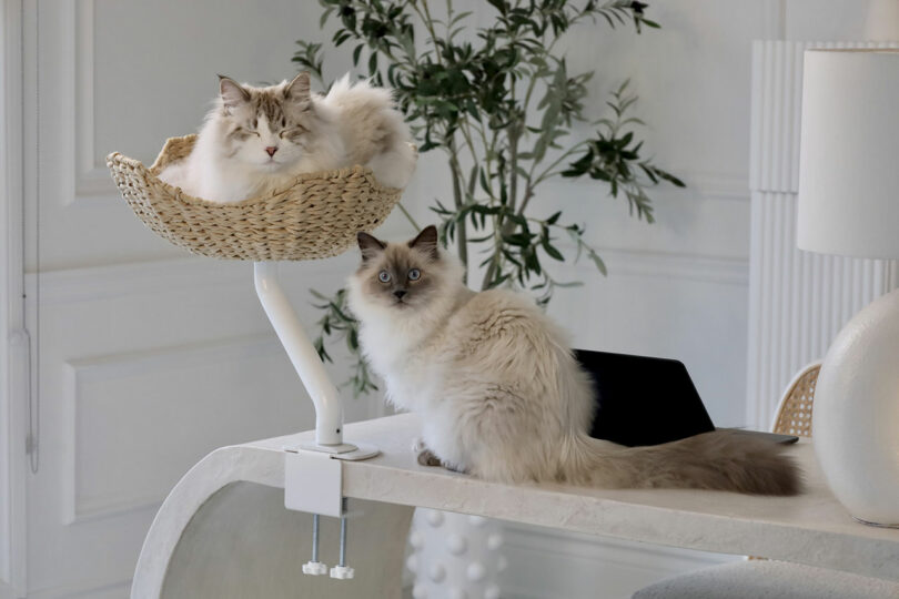 Two fluffy cats with blue eyes; one is lying in a woven elevated cat bed, and the other is sitting on a white desk. A green plant is in the background.