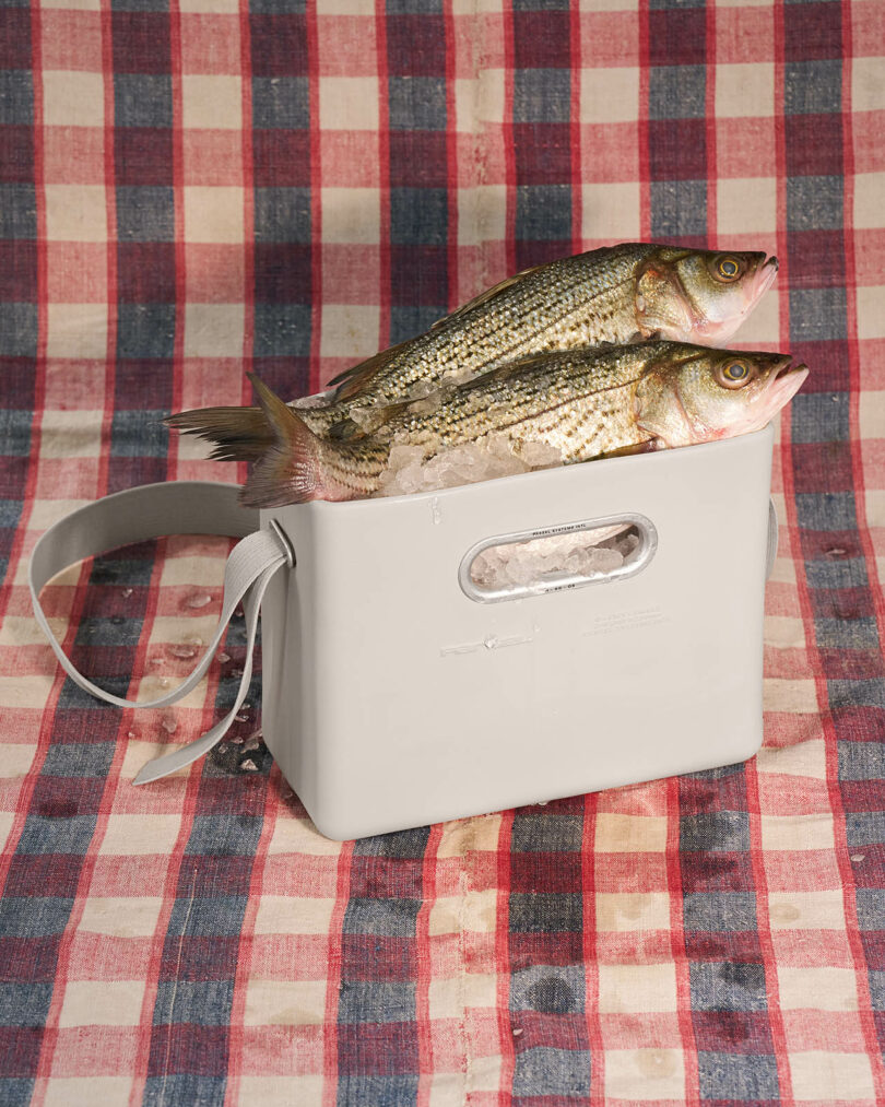 Two whole fish placed on ice inside a gray plastic container, set on a red and blue plaid fabric background.