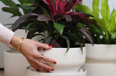 Having Trouble Keeping Your Plants Alive? Tendril Can Help